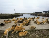 Осимa - небольшой рыбацкий остров в Японии, где кошек значительно больше, чем людей.webp