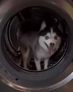 Внимание, Чихуяски — пёсель, который выглядит как проклятая помесь чихуахуа и хаски.webp