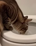 Почему кошка пьёт везде, но только не из миски рядом с едой.webp