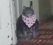 Быть толстым может быть полезно.webp