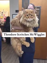 15-килограммовый мейн-кун по кличке Теодор.webp