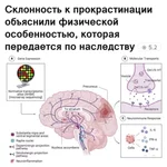 Лень передаётся по наследству.webp