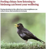 Прослушивание пения птиц снижает стресс.webp