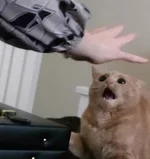 Обычный взмах рукой может убить вашу кошку.webp