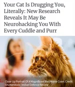 Коты вызывают зависимость.webp