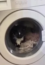 Москвичка постирала кота.webp