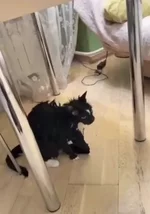 Москвичка постирала кота..webp