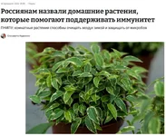 Забываем про очистители воздуха.webp