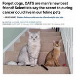 Кошки, могут помочь победить РАК.webp
