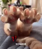 По подушечкам лап пушистых можно определить их характер.webp