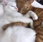 Мужчины в разы лучше высыпаются рядом с женщинами.webp