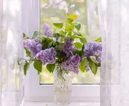 Домой нельзя приносить сирень.webp