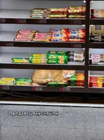 На котах держится вся экономика Турции. (1).webp