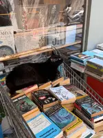 На котах держится вся экономика Турции 8.webp