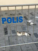 На котах держится вся экономика Турции 7.webp