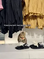 На котах держится вся экономика Турции 5.webp