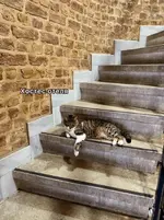 На котах держится вся экономика Турции 4 (1).webp