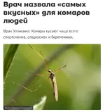 Сладкоежки — главная мишень для комаров.webp