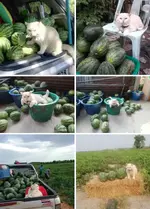 1781828383830.webp