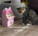 Девушка сделала своему коту казино.webp