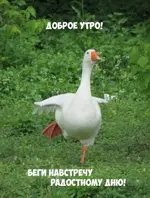 Доброе.webp