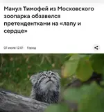 Манулу Тимофею почти нашли невесту.webp