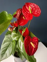V5HjqTZc8k.webp