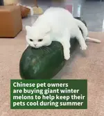 1784609606484.webp