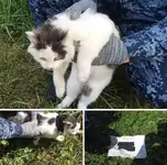 Кота-наркокурьера задержали в Нижегородской области.webp