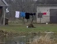 Бобр украл у поляка трусы.webp