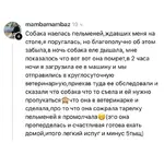 владельцы питомцев поделились историями, когда поход к ветеринару оказался бесполезным 4.webp