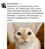 владельцы питомцев поделились историями, когда поход к ветеринару оказался бесполезным 2.webp