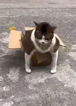 1785328851248.webp