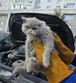 1786356016541.webp