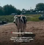 Стадо коров захватило пляж в Самарской области.webp
