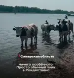 Стадо коров захватило пляж в Самарской области 3.webp