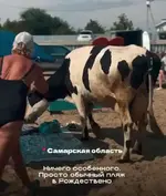 Стадо коров захватило пляж в Самарской области 2.webp