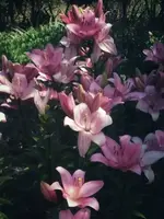 0rMHrCH.webp