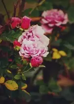 I_GX.webp