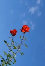 Ucya7eo.webp