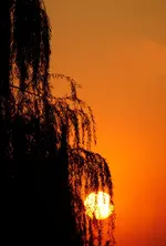 DSC04317.webp