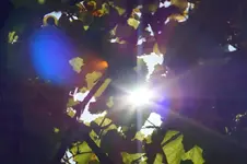 DSC04933.webp