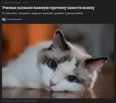 Коты реально любят своих хозяев и делают жизнь человека лучше.webp