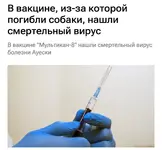 Популярную вакцину для собак и кошек отозвали после сообщений о гибели питомцев.webp