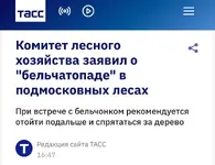 Москвичей скоро накроет белочками.webp