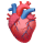 🫀